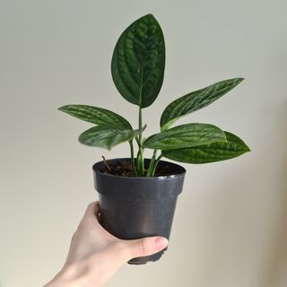 Epipremnum 'Marble Planet' 12 cm