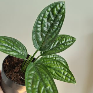 Epipremnum 'Marble Planet' 12 cm