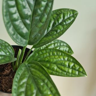 Epipremnum 'Marble Planet' 12 cm