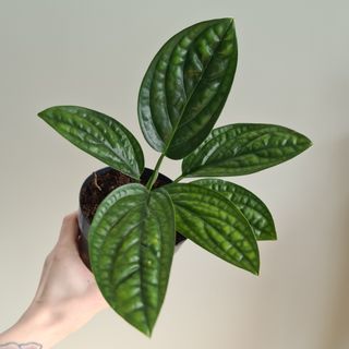 Epipremnum 'Marble Planet' 12 cm