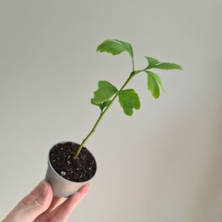 Ginkgo biloba 6 cm