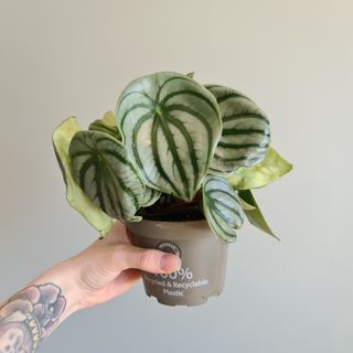 Peperomia 'Watermelon' 12 cm