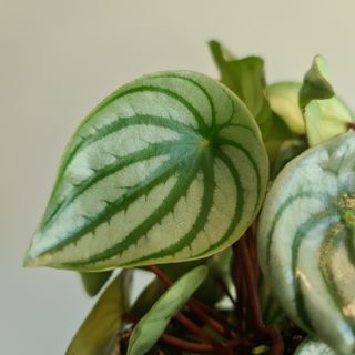 Peperomia 'Watermelon' 12 cm