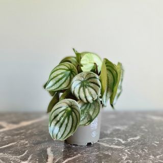 Peperomia 'Watermelon' 12 cm