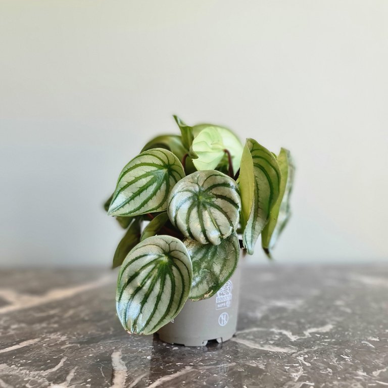 Peperomia argyreia 'Watermelon' 12 cm