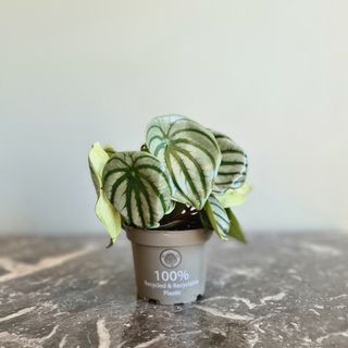 Peperomia 'Watermelon' 12 cm