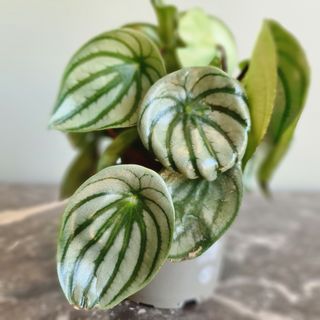 Peperomia 'Watermelon' 12 cm