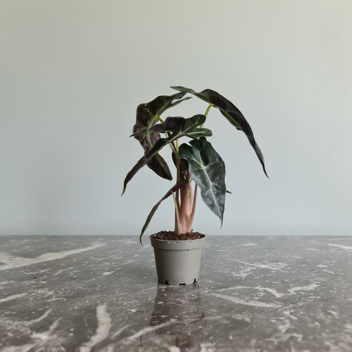 Alocasia med tropisk känsla och dekorativa blad