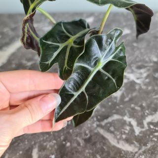 Alocasia 'Polly'