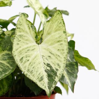 Syngonium 'Arrow' 12 cm