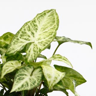 Syngonium 'Arrow' 12 cm