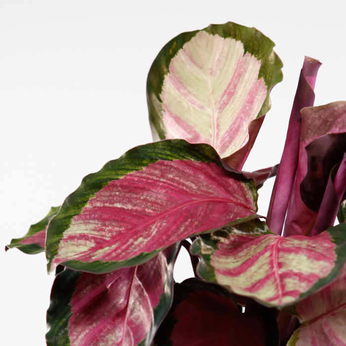 Närbild på Calathea Rosy med rosa blad