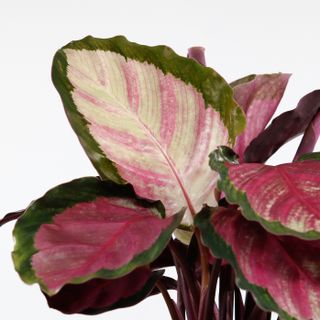 Calathea 'Rosy' 12 cm