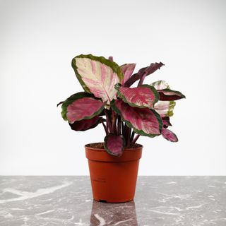 Calathea 'Rosy' 12 cm