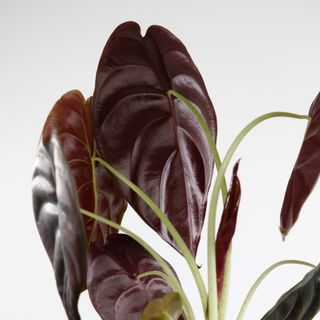 Alocasia 'Red Secret'