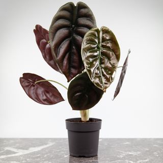 Alocasia 'Red Secret'