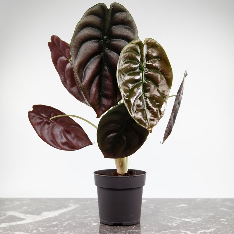 Alocasia 'Red Secret' 11 cm