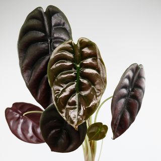 Alocasia 'Red Secret'