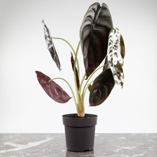 Alocasia 'Red Secret'