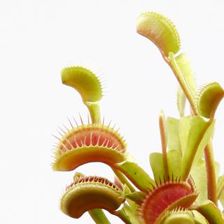 Dionaea muscipula