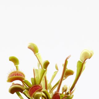Dionaea muscipula