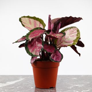 Calathea 'Rosy' 12 cm