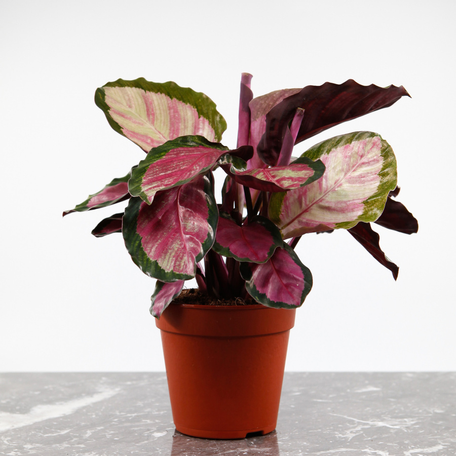Calathea Rosy med rosa blad och mörkgröna kanter