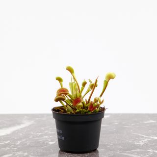 Dionaea muscipula