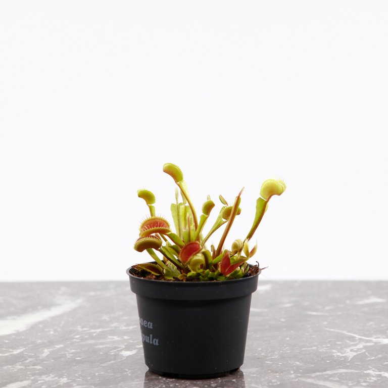Dionaea muscipula - Venusflugfälla 9 cm