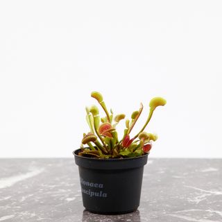 Dionaea muscipula