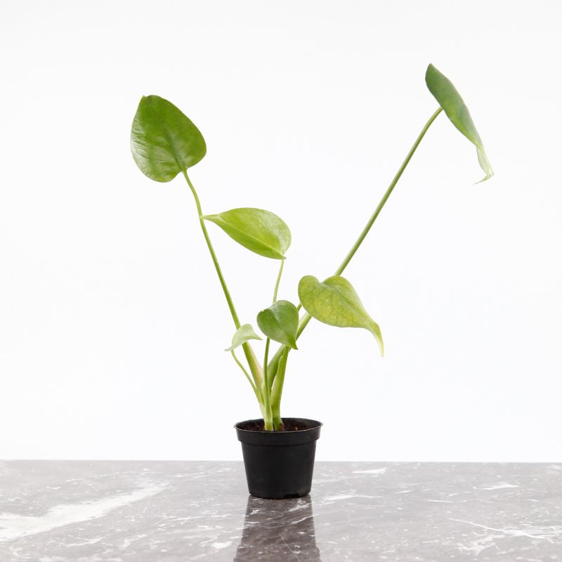 Gr&ouml;n Monstera deliciosa som kan odlas i mineralmix