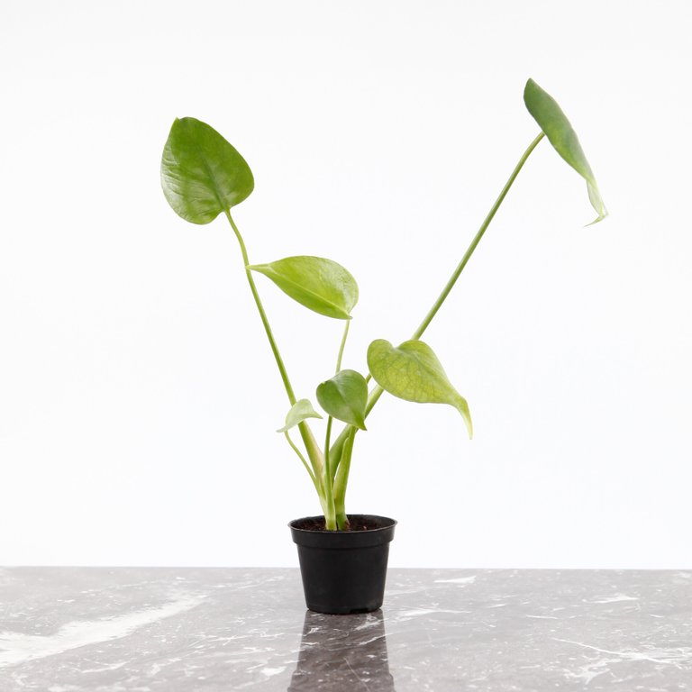 Monstera deliciosa 6 cm