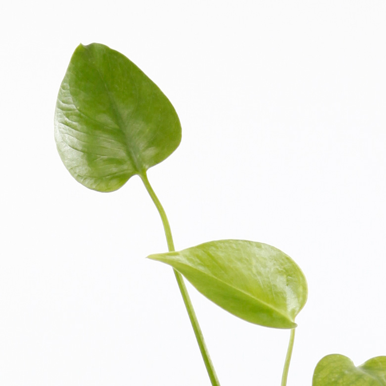 Ung Monstera deliciosa utan hål i bladen