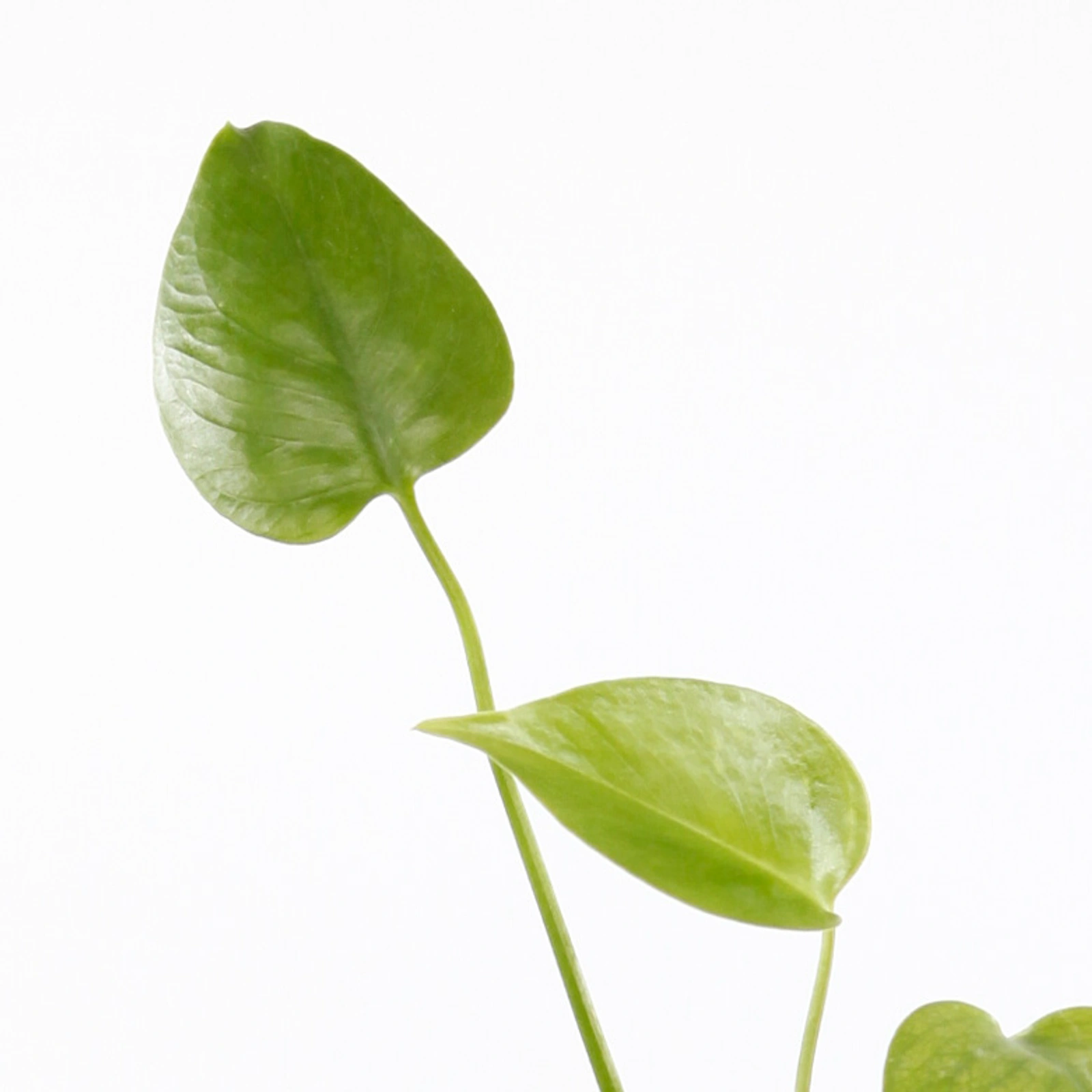 Ung Monstera deliciosa med gröna blad