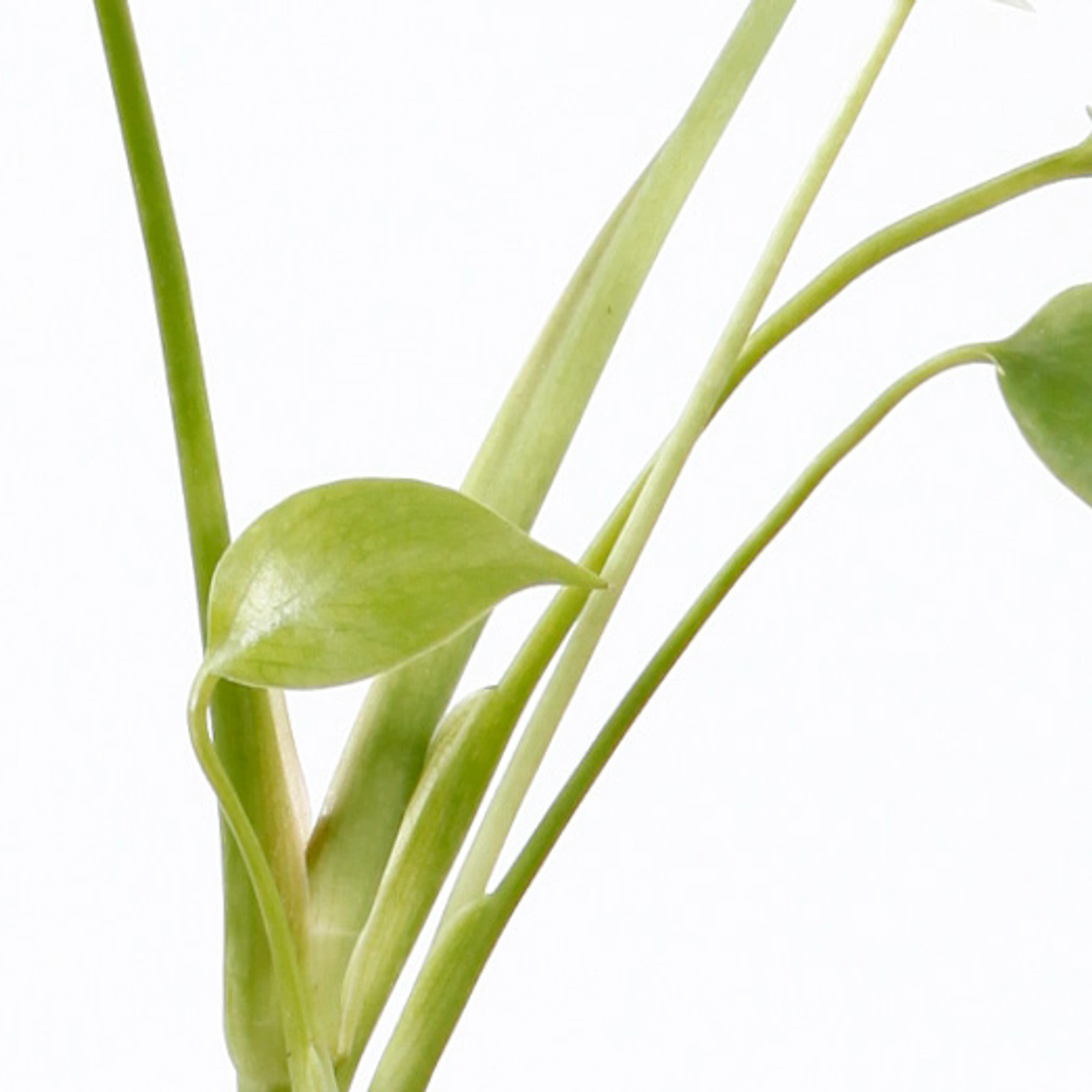 Monstera deliciosa som liten krukväxt