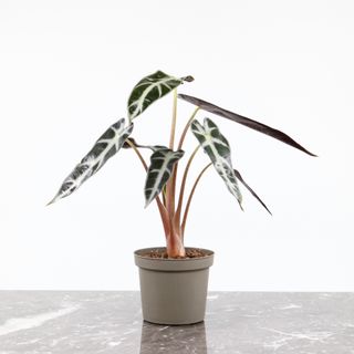 Alocasia 'Bambino'