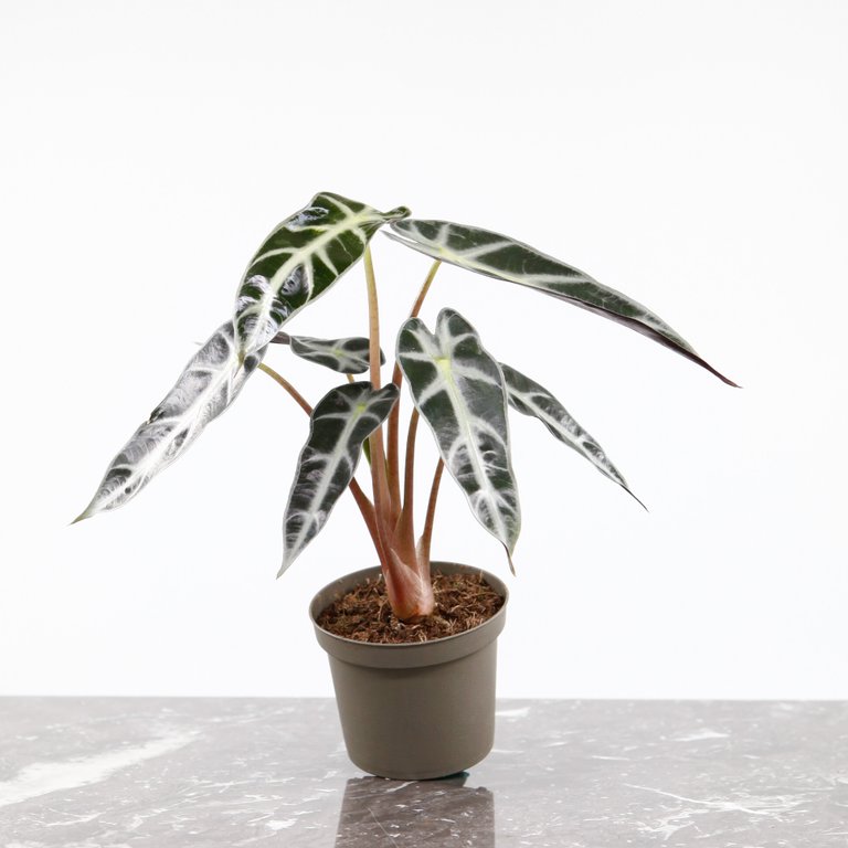 Alocasia 'Bambino' 9 cm