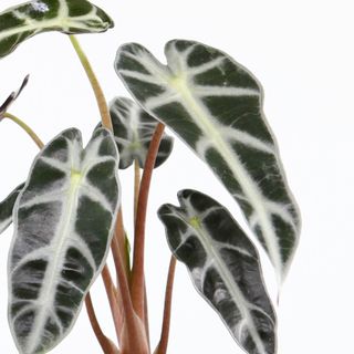 Alocasia 'Bambino'