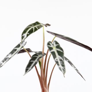 Alocasia 'Bambino'