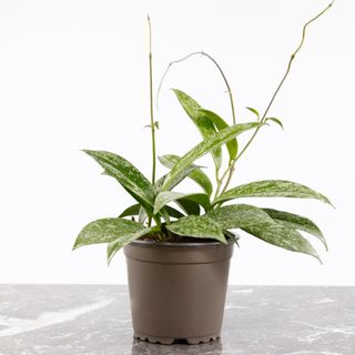 Hoya 'Silver Spot' 12 cm