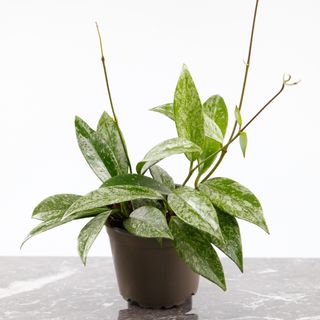 Hoya 'Silver Spot' 12 cm