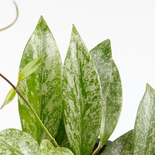 Hoya 'Silver Spot' 12 cm