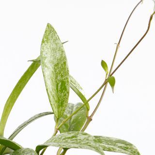 Hoya 'Silver Spot' 12 cm