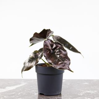 Alocasia 'Azlanii' 11 cm