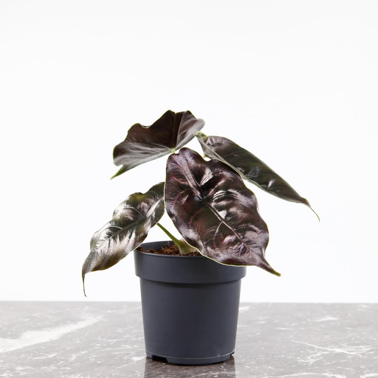 Alocasia 'Azlanii' 11 cm