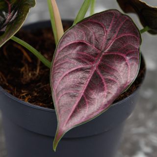 Alocasia 'Azlanii' 11 cm