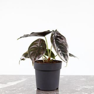 Alocasia 'Azlanii' 11 cm