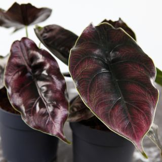 Alocasia 'Azlanii' 11 cm