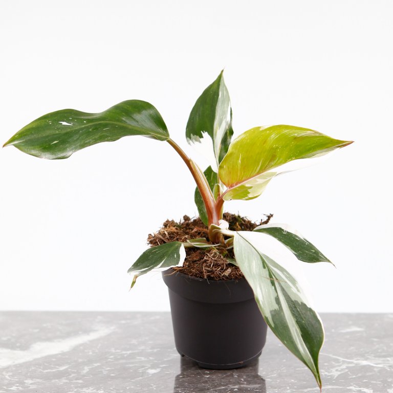 Philodendron 'White Knight' 11 cm nr.1