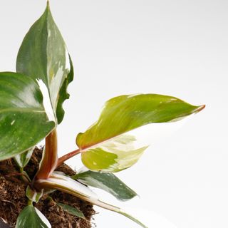 Philodendron 'White Knight' nr.1